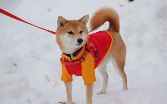 德赢app下载-篮下争夺激烈：北京队抢下整场比赛最多篮板，目标明确！，篮球 北京队