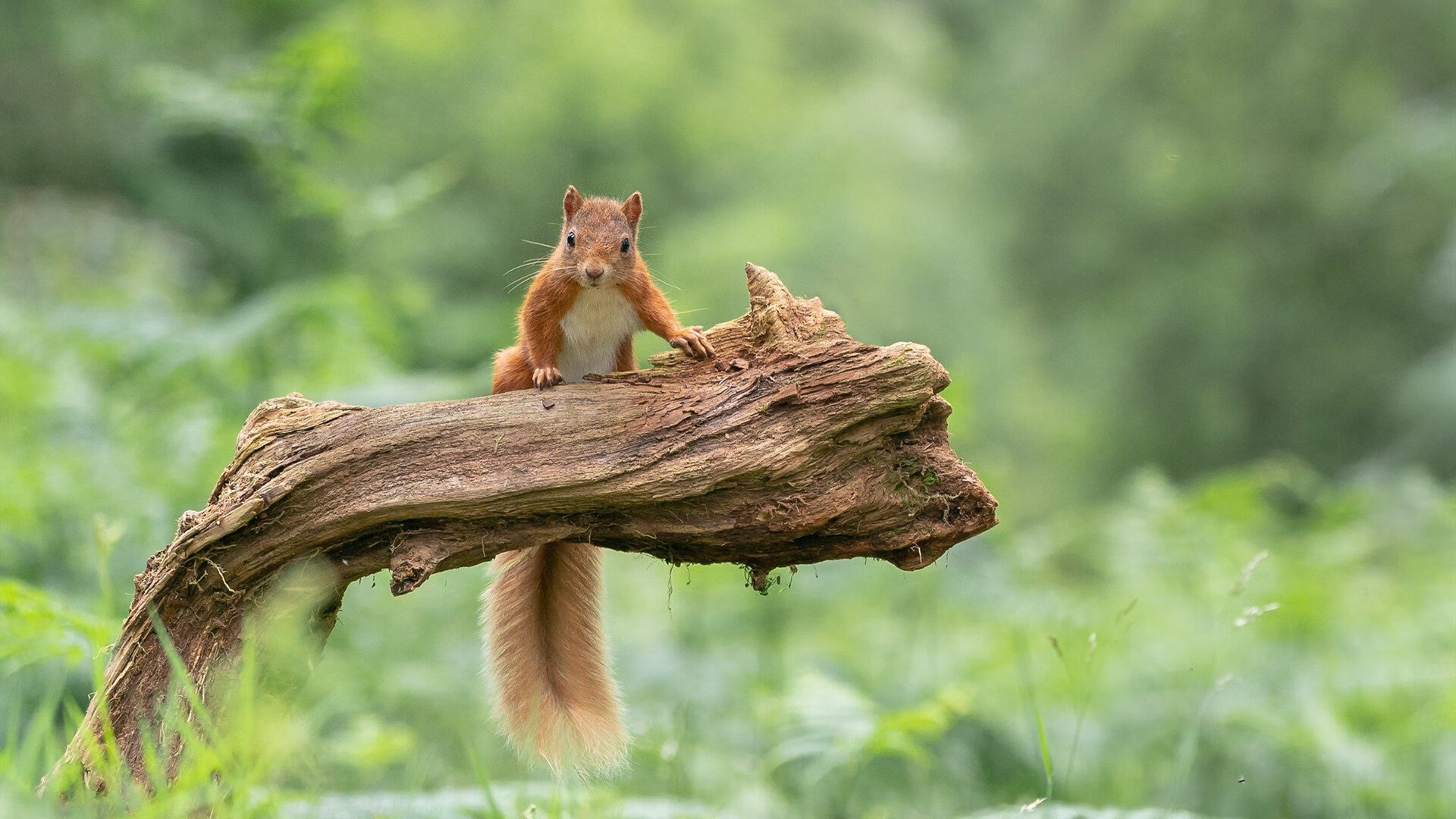 德赢体育注册入口-篮下攻坚：北京队抢夺49个篮板，攻守两端占优！，北京篮男