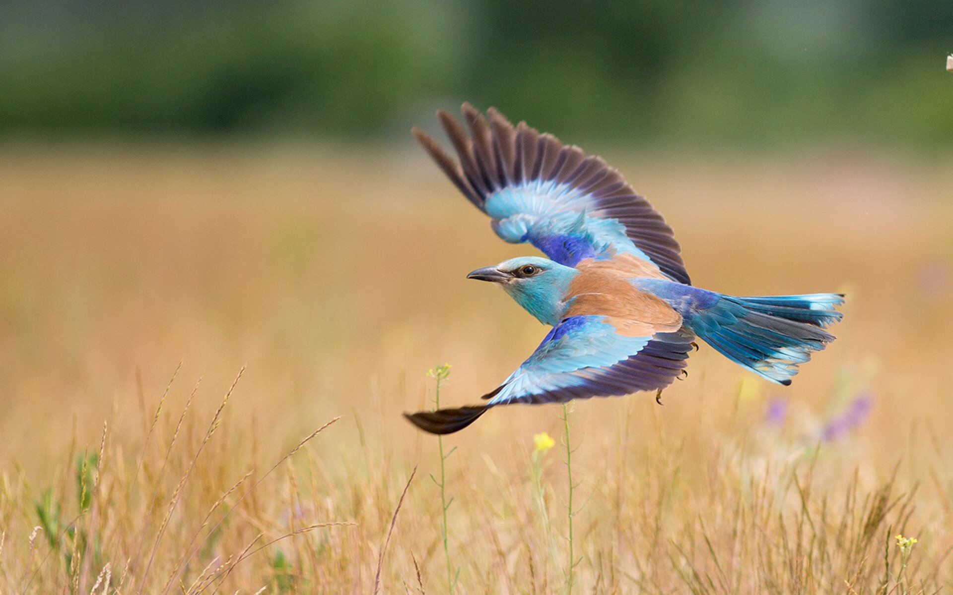 德赢vwin首页-中国队前锋洛佩斯在巴黎奥运会上表现出色，足球运动员洛佩斯