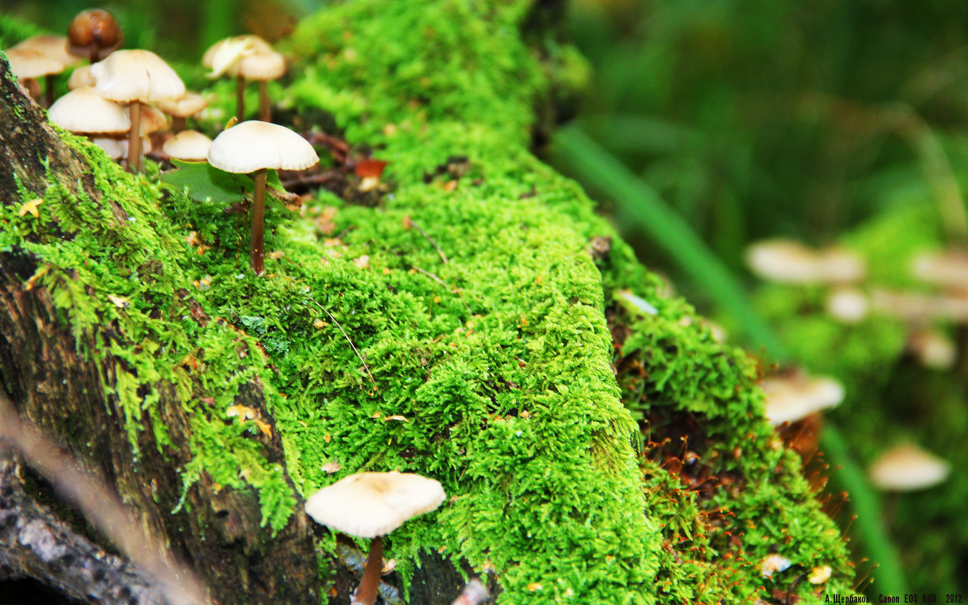 Vwin德赢官网-俄罗斯取得对波兰的胜利，晋级欧国赛八强，俄罗斯对波兰比分