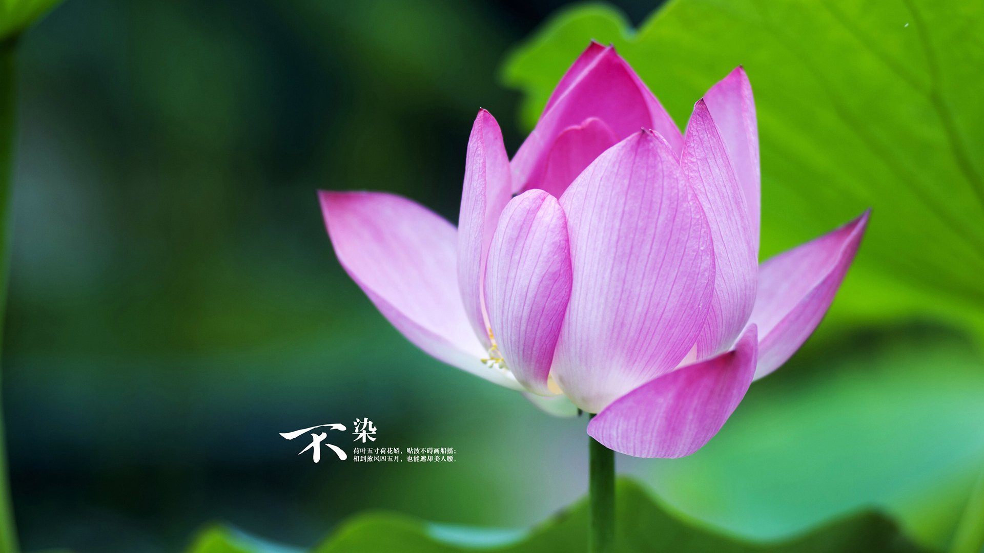 德赢vwin首页(官方)网站下载-利物浦绝境逆转，成功晋级淘汰赛，利物浦遭主场六连败