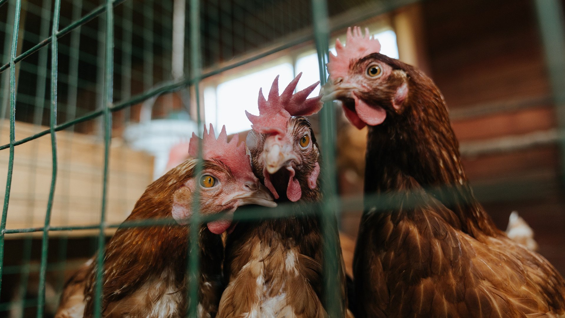 德赢体育app官方下载地址-哈德斯菲尔德遭遇连败，保级形势岌岌可危，哈德斯菲尔德主教练