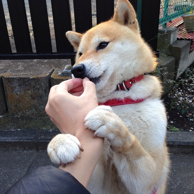 德赢体育注册登陆网址-墨尔本联球员士气高涨，墨尔本联队球员名单