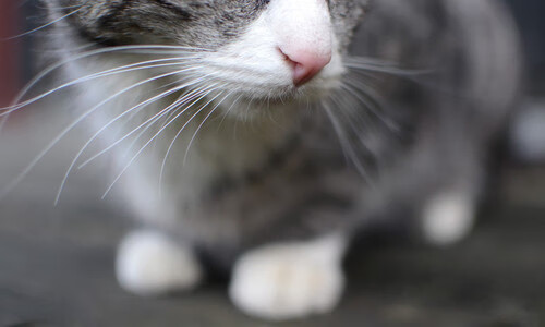 热火球队口号被球迷写进纹身里，热火队的口号中文