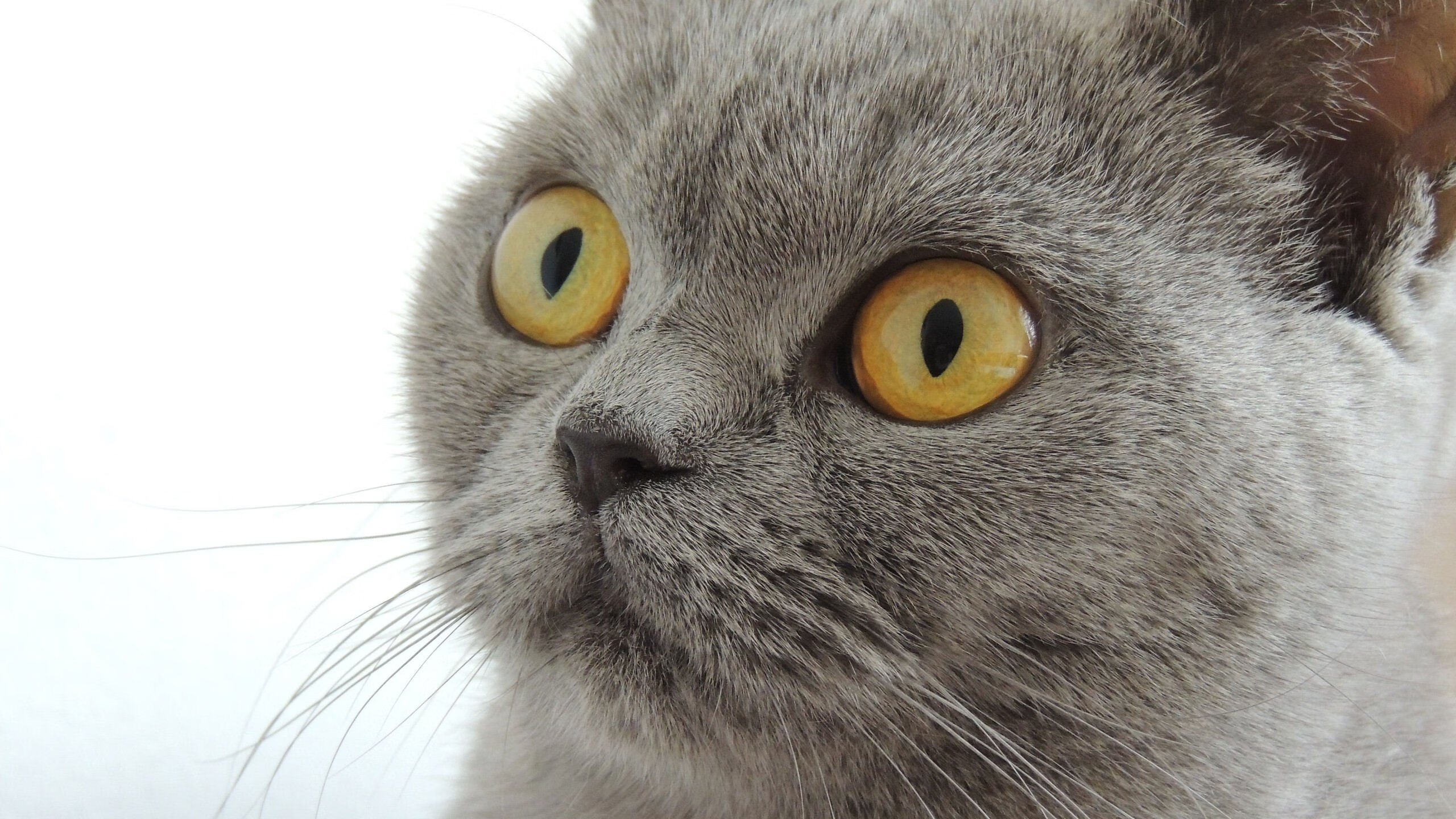 德赢体育娱乐平台-篮球进校园成果展示会举行学生团队配合赢得观众掌声，学校篮球比赛开幕式致辞