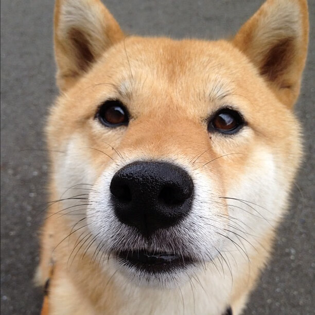 德赢app下载-莫伊：出色的防守和压倒性的scrum技术，带领全黑队立于不败之地，莫伊兹百度百科