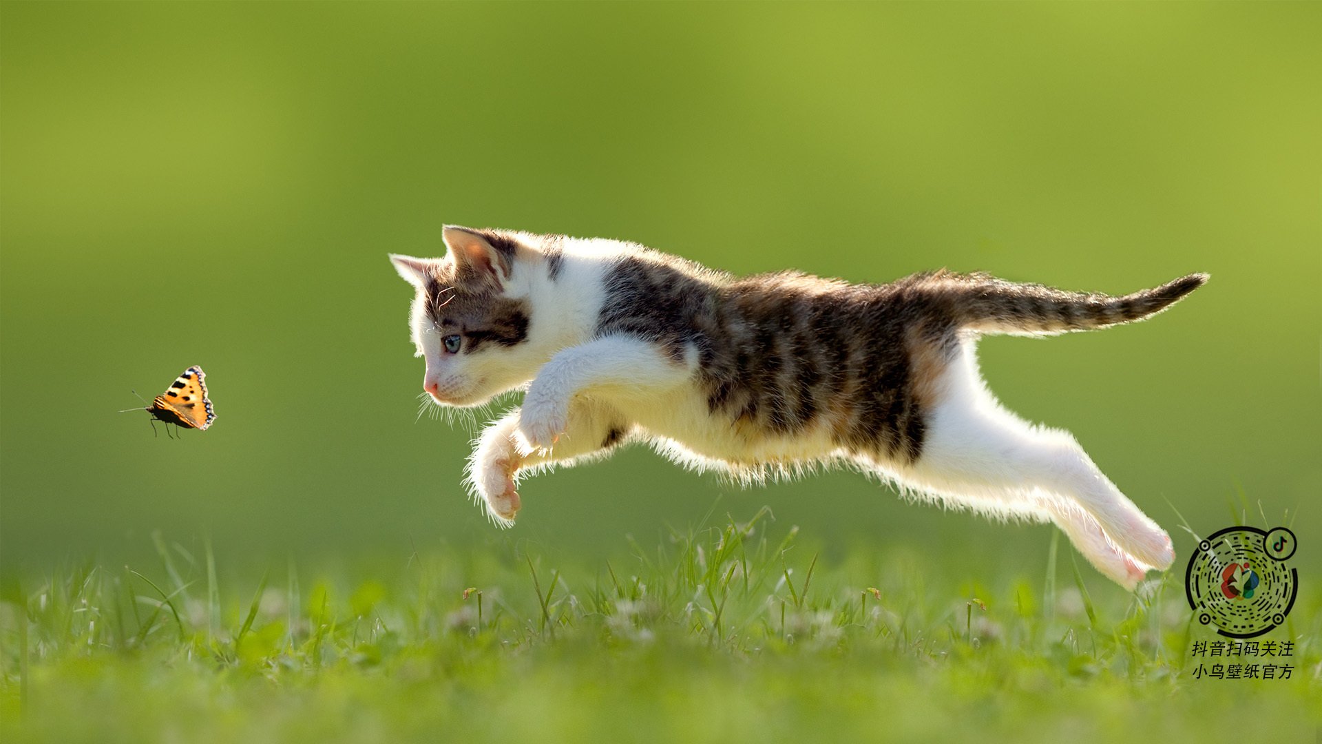 德赢体育app官方下载地址-谢佩玲跳台表现成赛场焦点，谢佩璇个人资料