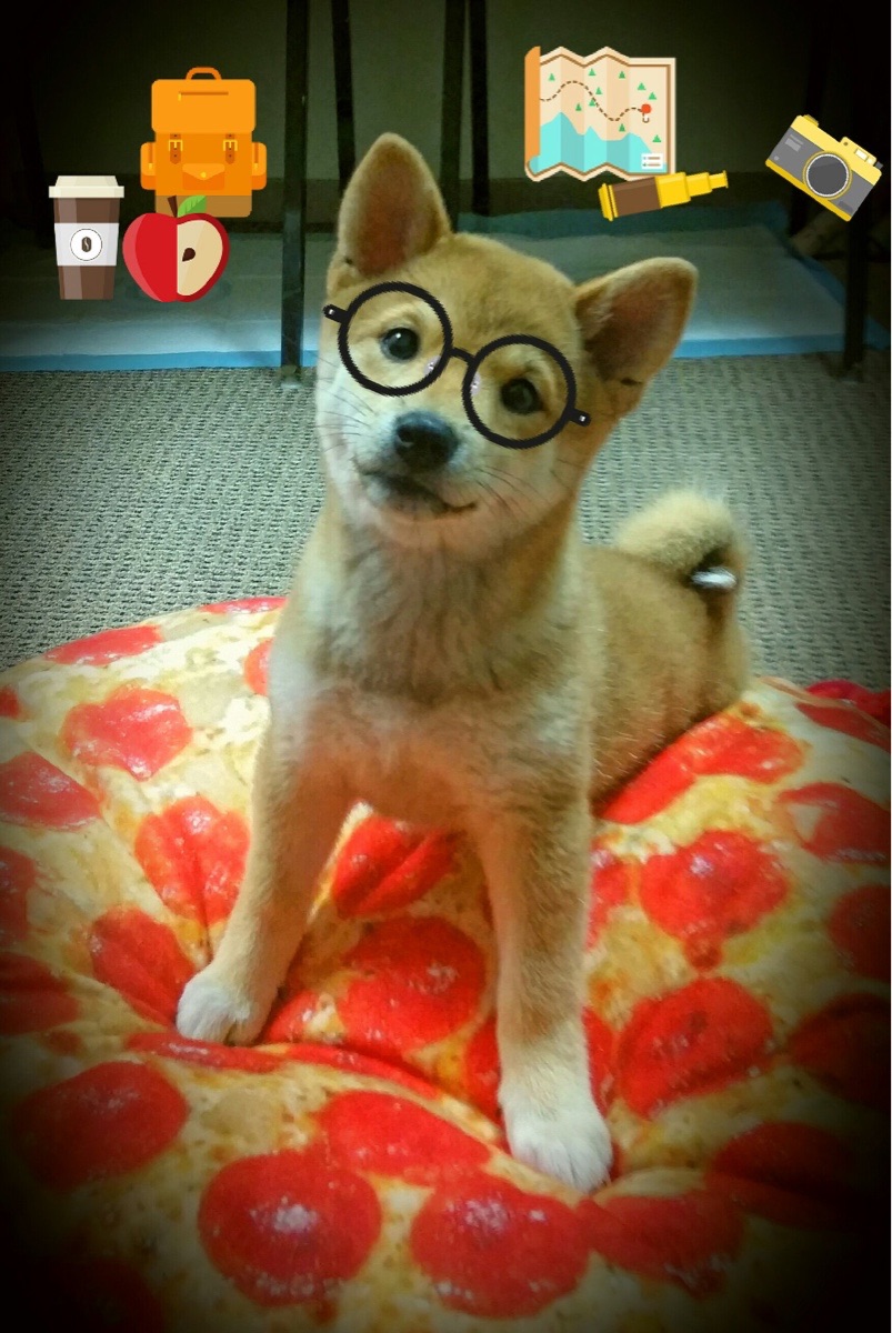 VWIN(china)官方网站-自由泳中距离韩国节奏掌控良好，4ⅹ200自由泳