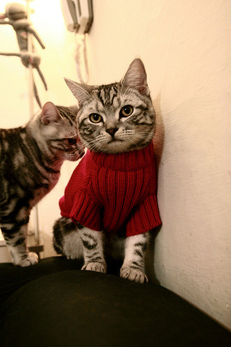 鹈鹕老将鼓励队内新秀保持自信迎接挑战，鹈鹕的新秀